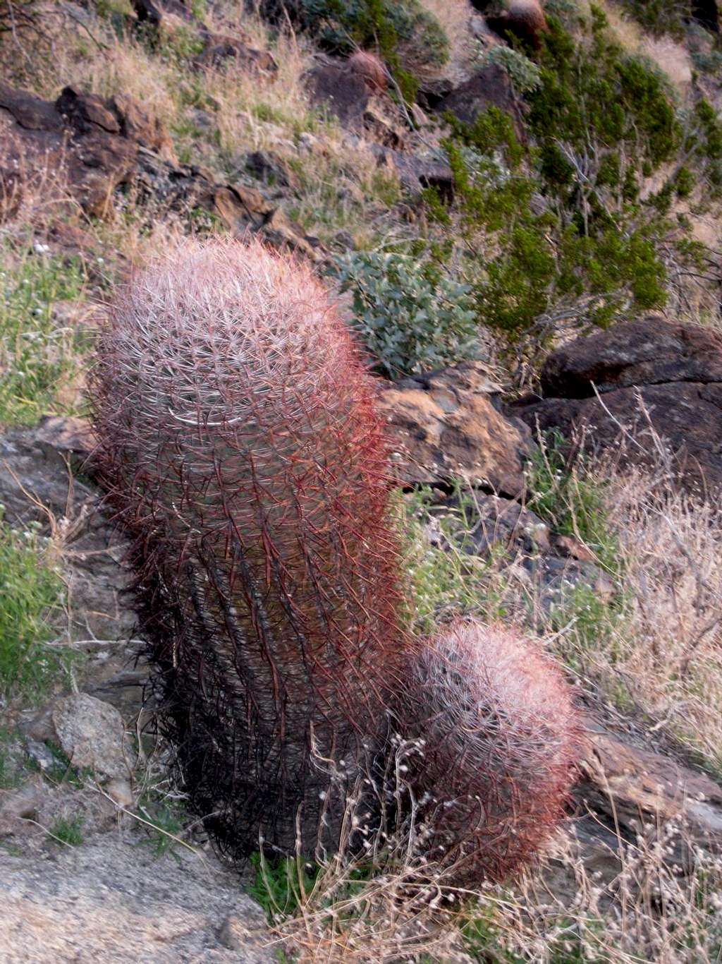 Savage cactus