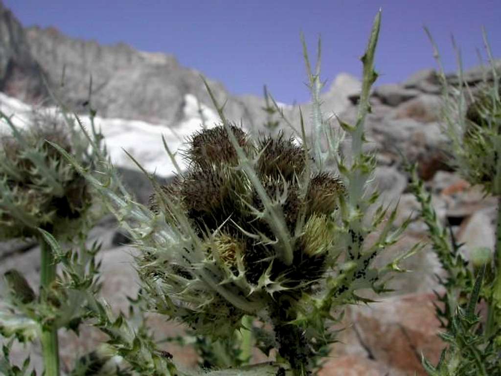 A thistle in the neighbourhood of Fiorio fixed bivouac <i>(2724m)</i>