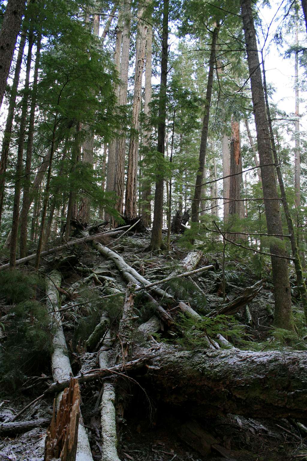 Olympic Old Growth