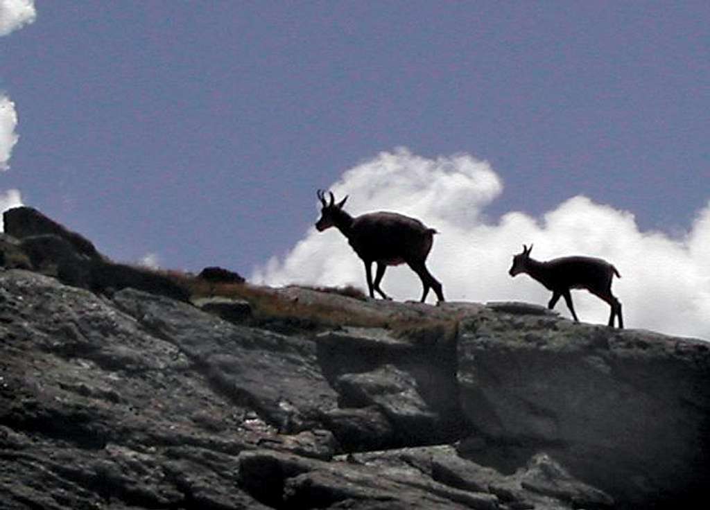 Chamois family in proximity of F. Chabod Hut