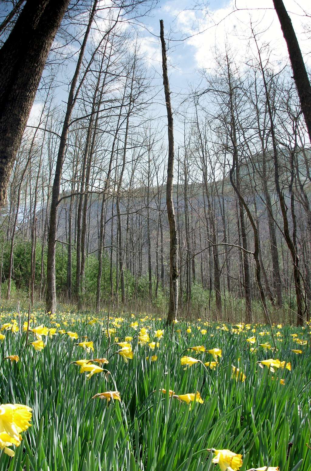 Daffodils