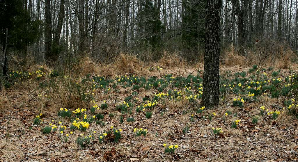 Daffodils in Hoover National Forest