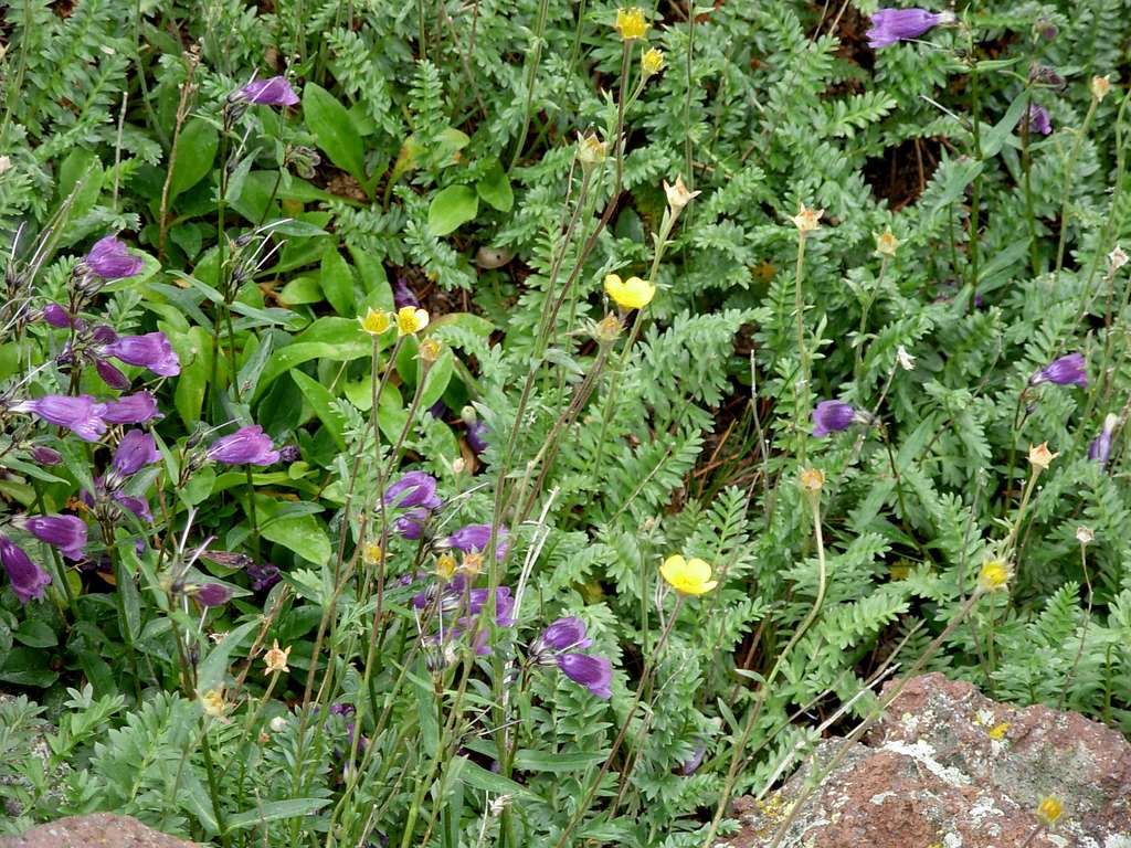 Wildflowers On Humphreys Peak