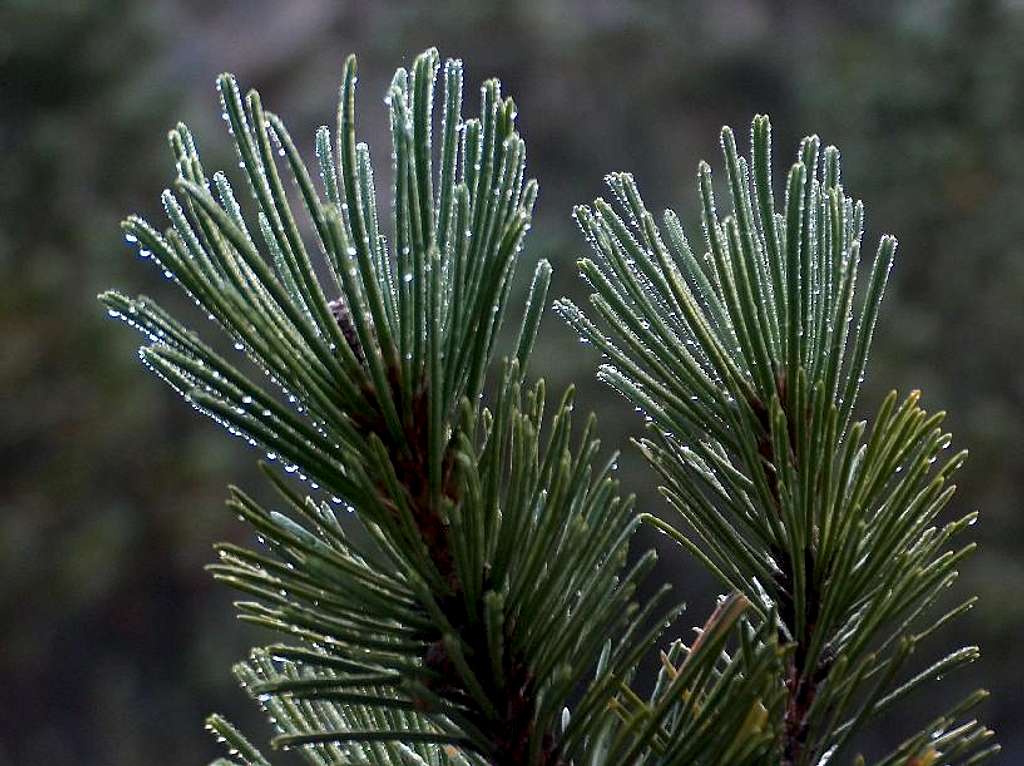 Pinus Mugo