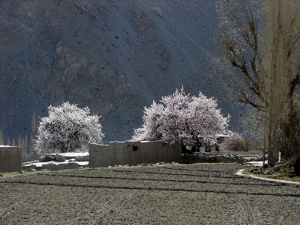 Blossom in Baltistan