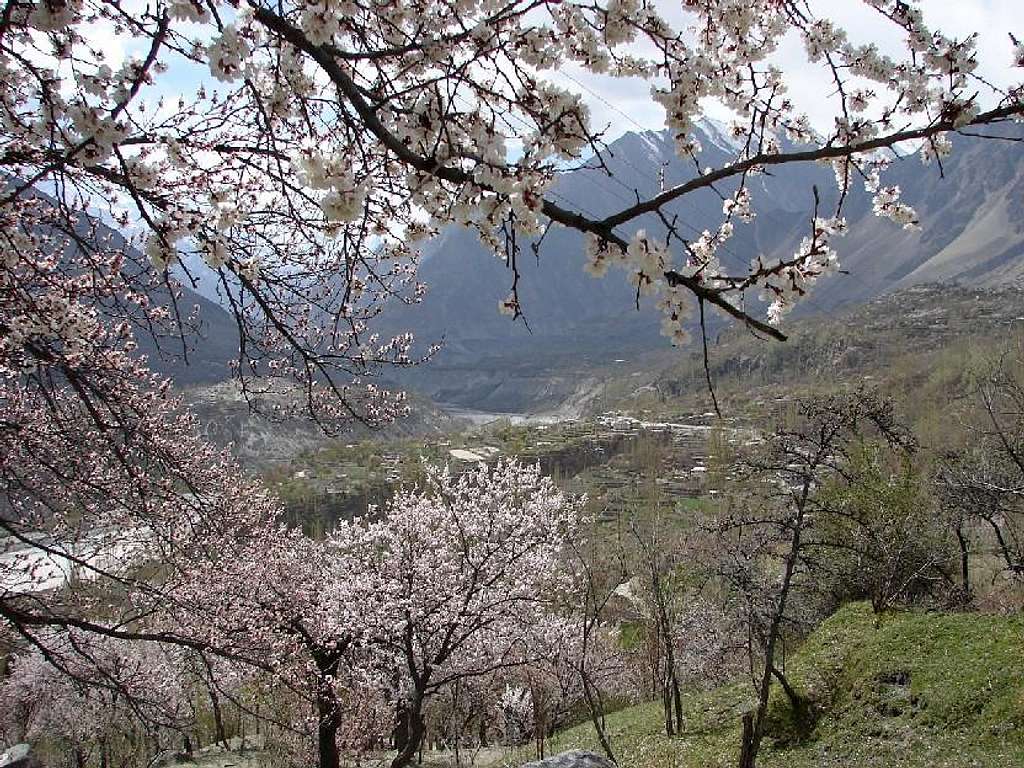 Blossom in Hunza
