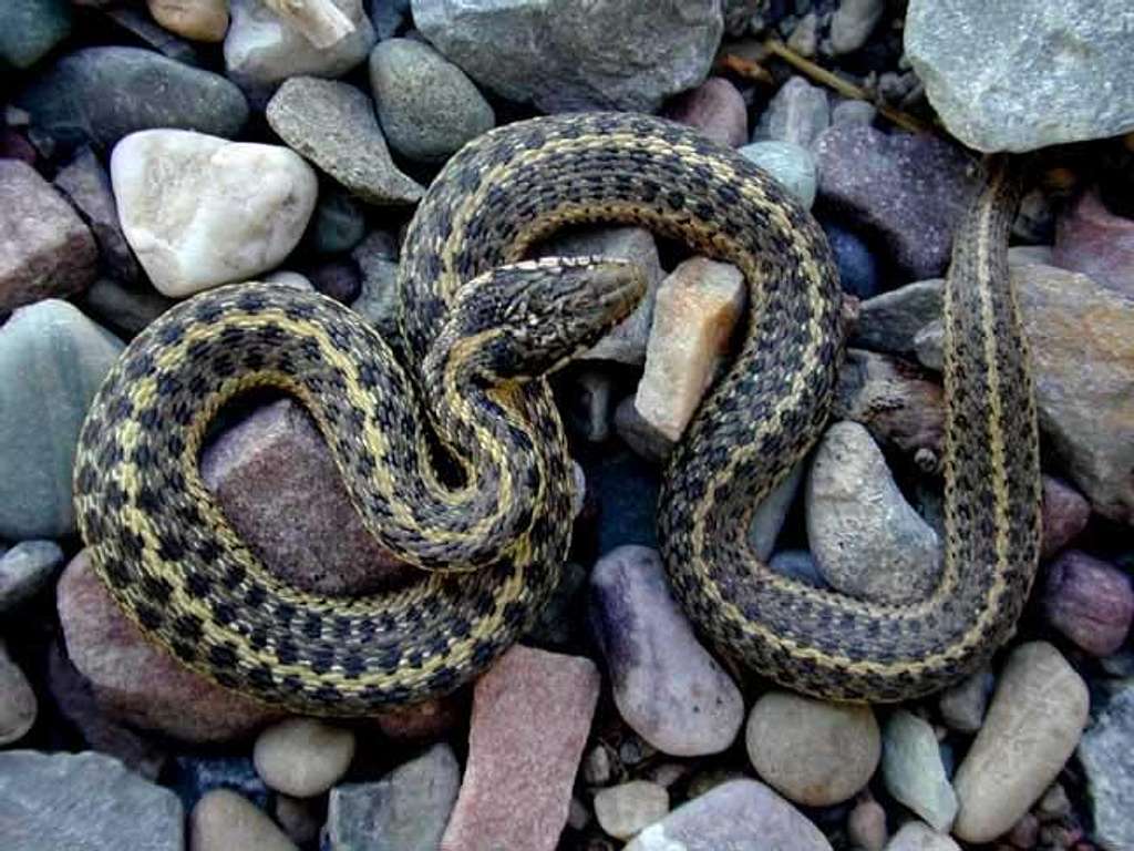 Diamondback Rattle Snake