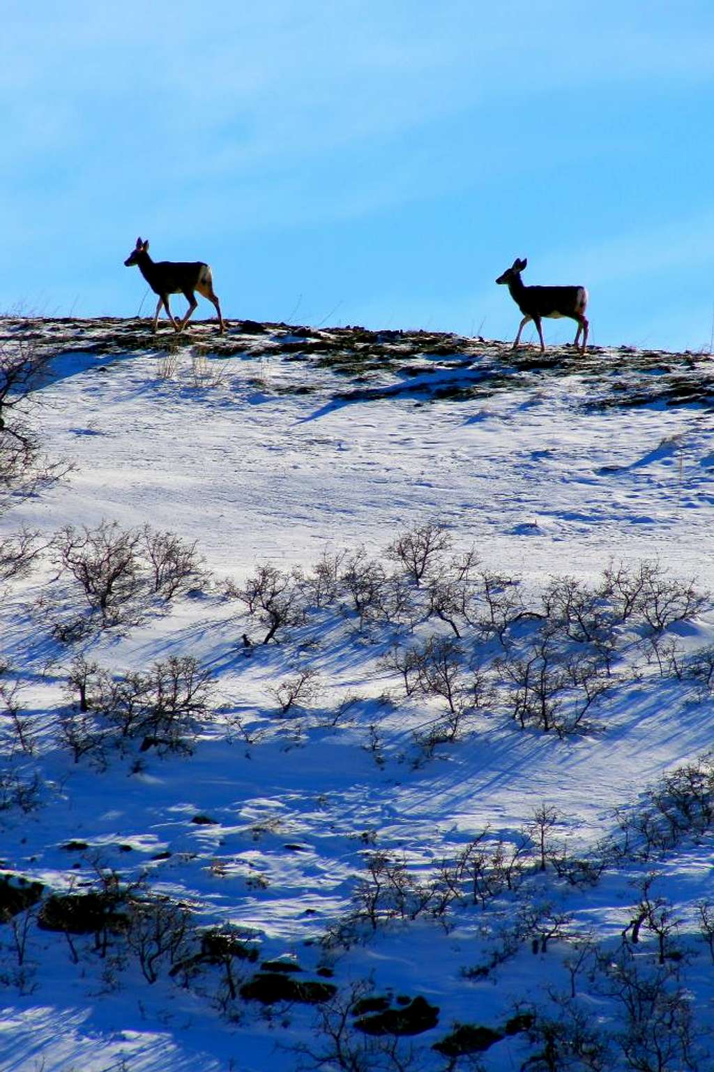 Deer on the ridge below Mt. Van Cott.