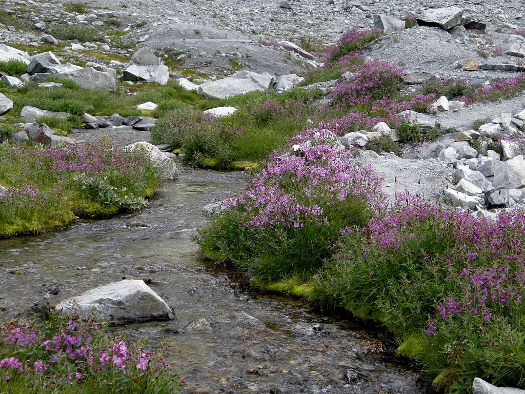 Streams and Flowers around Wedgemount Lake