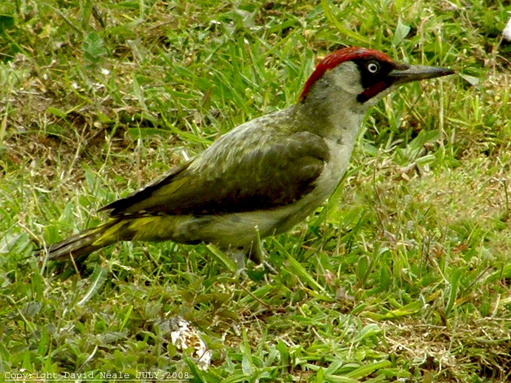 Green Woodpecker - Lower Rainham