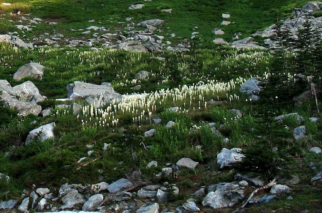 Beargrass at the Foot of Fenn Mountain