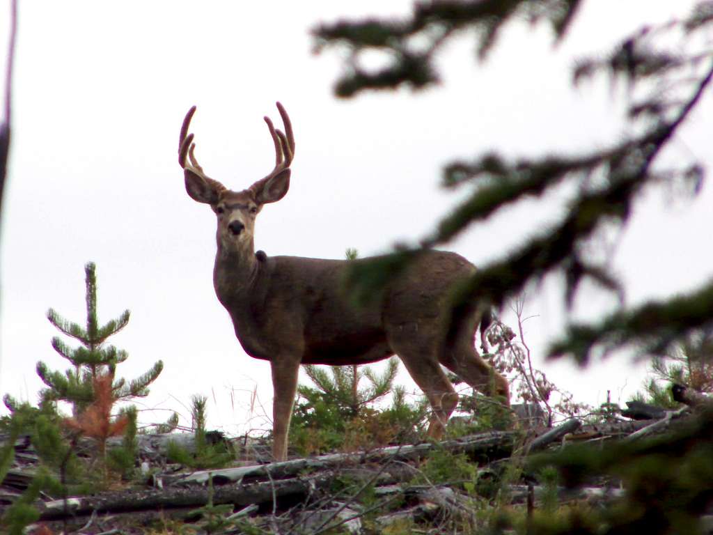 3 point Mule Deer