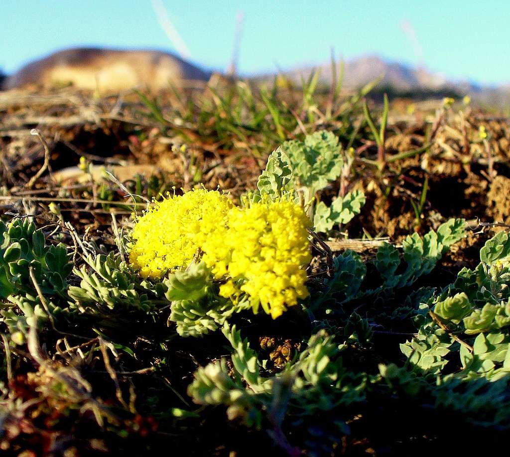 Spring-Parsley - the 1st spring flower of the Wasatch