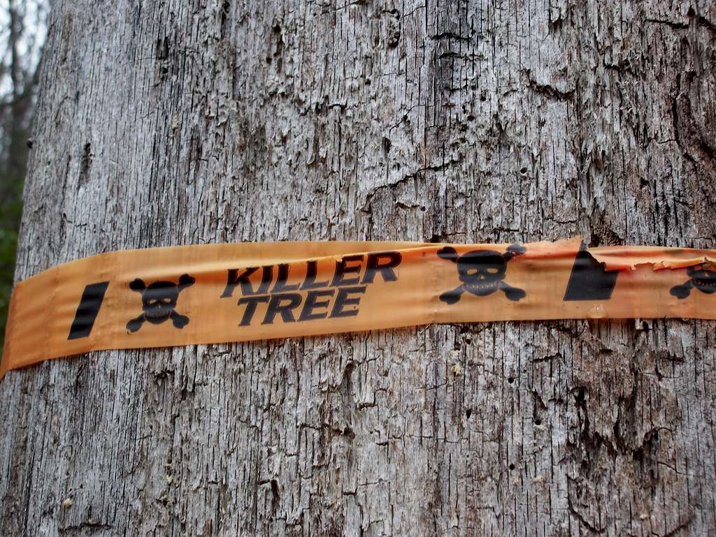 Killer Tree on the Prowl
