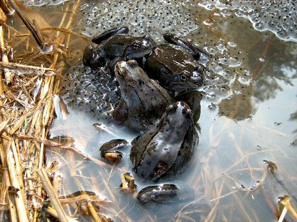 Frogs' Mating Season - Spring 2009