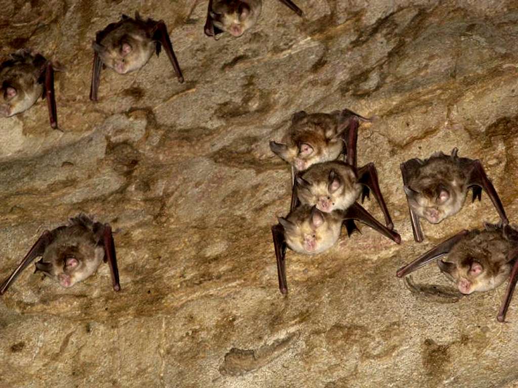Bats colony