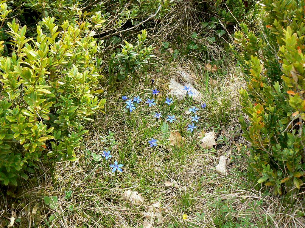 Flowers of the Pyrénées