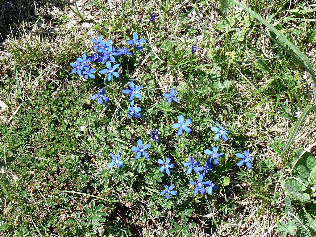 Flowers of the Pyrénées