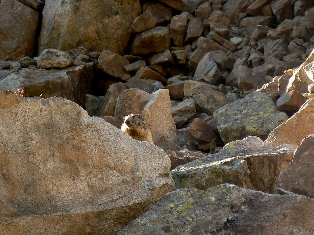Marmot in the French Pyrénées