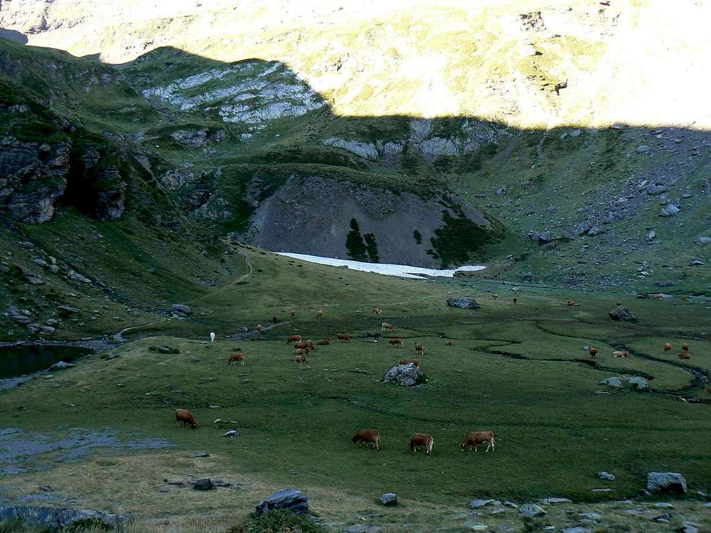 Herd of cows in some pasture of the French Pyrénées