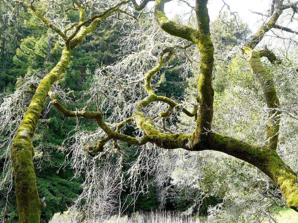 Oak tree with moss