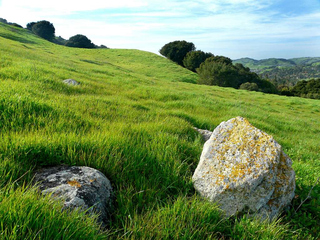 Fresh spring grass on Orinda ridge