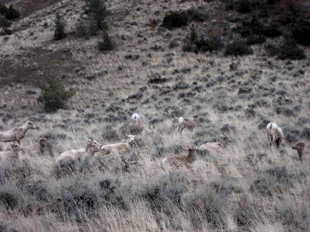 Bighorn Sheep