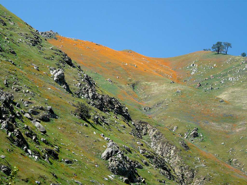 Poppies spilling down mountain side