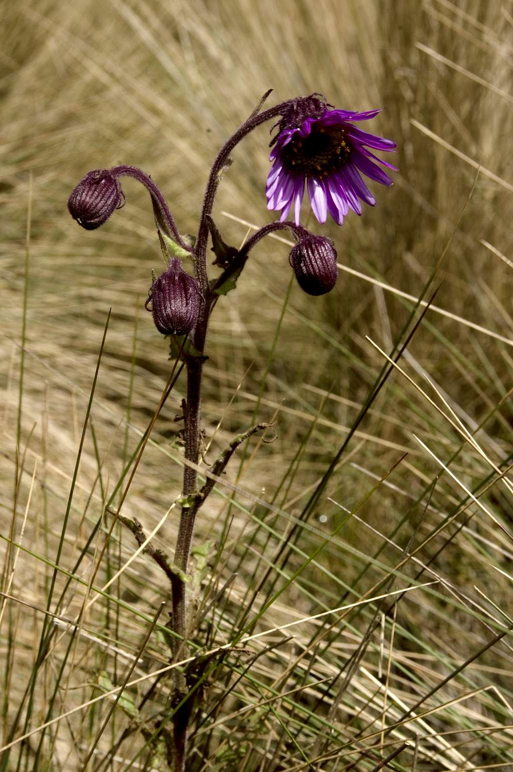 Paramo wildflower