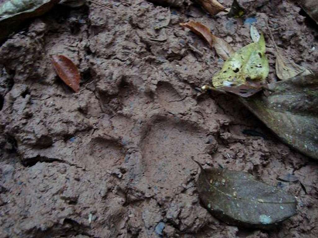 Victoria Peak - Jaguar footprint