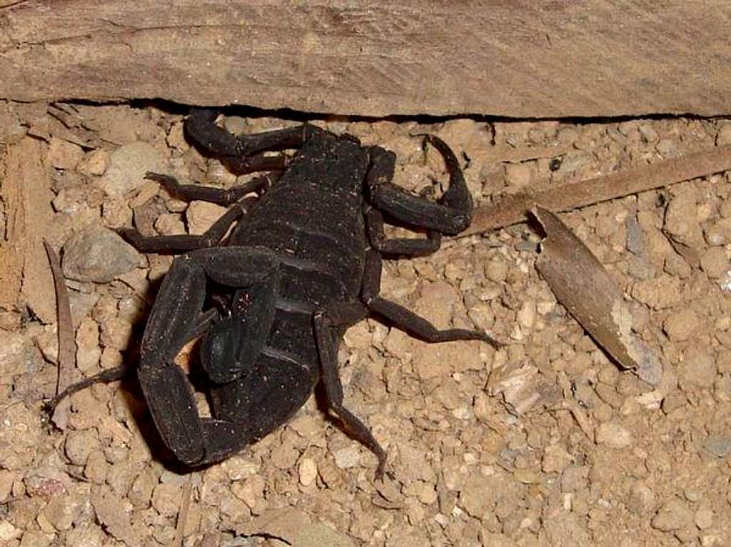 Victoria Peak - Scorpion