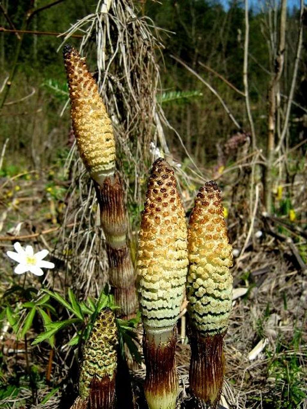 Great Horsetails in early spring