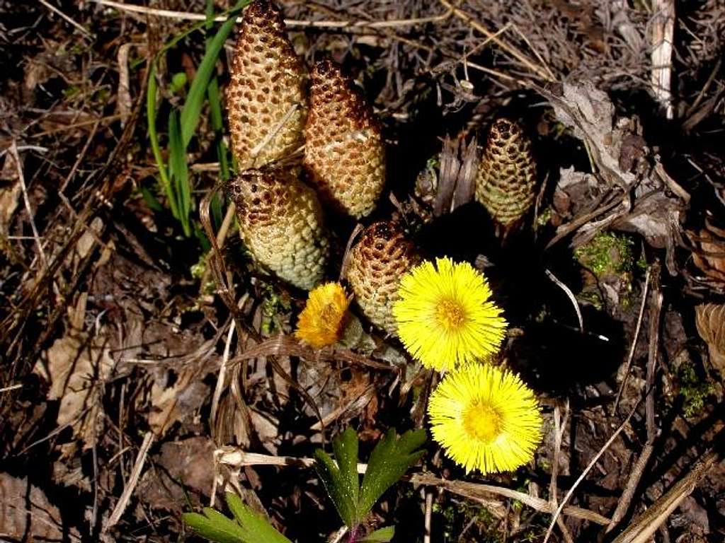 Great Horsetails and Coltsfoot Flowers