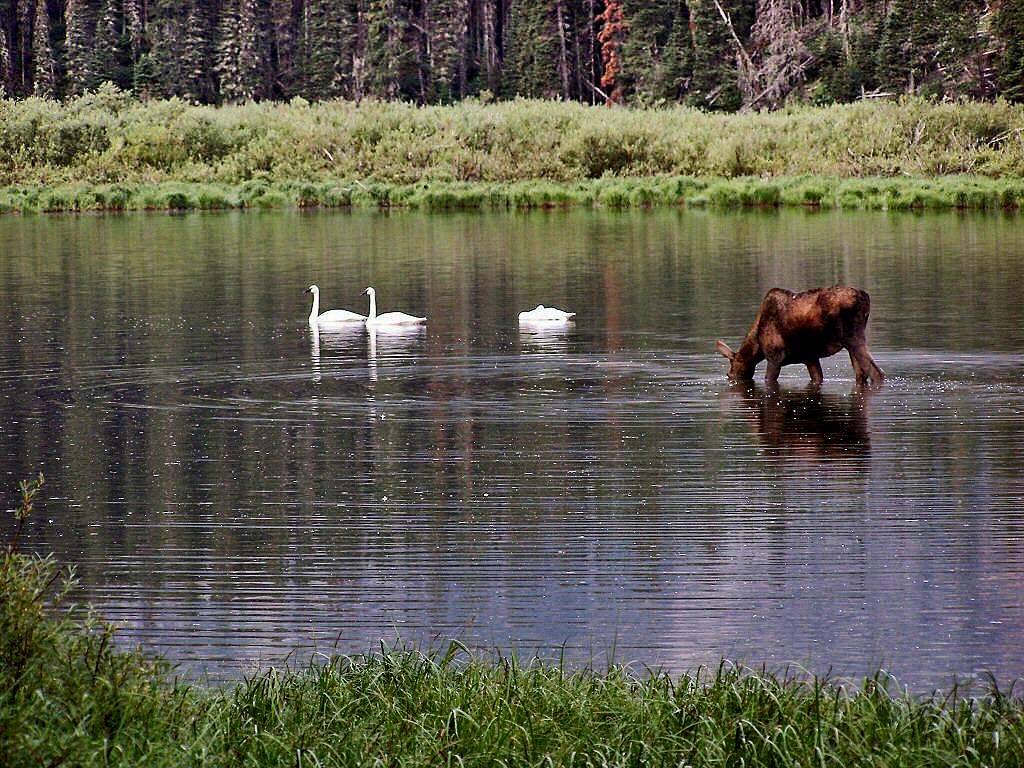 Trumpeter Swans & Moose