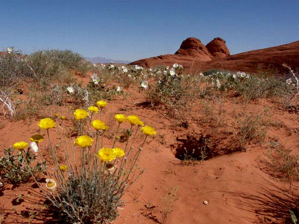 Desert Dandelions & Evening Primrose