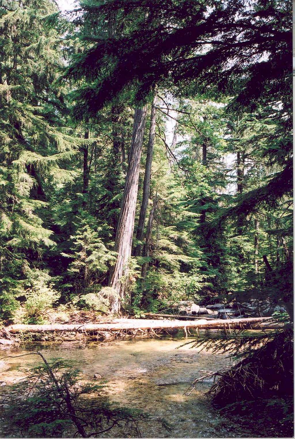 Western Red Cedar and Hemock Forest