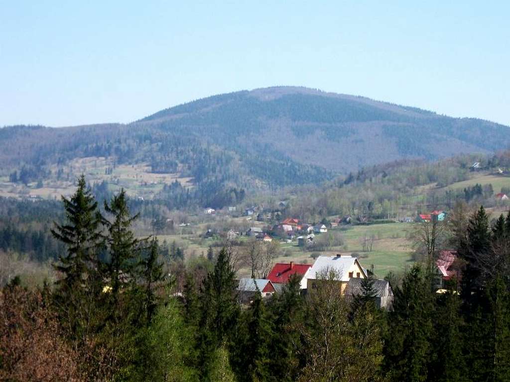 Jalowiec