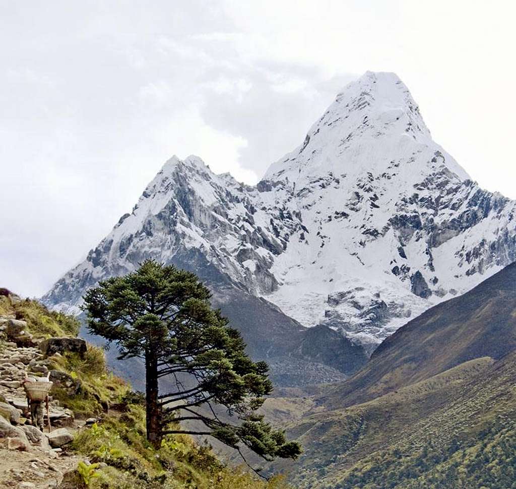 Sherpa, Tree and Ama Dablam