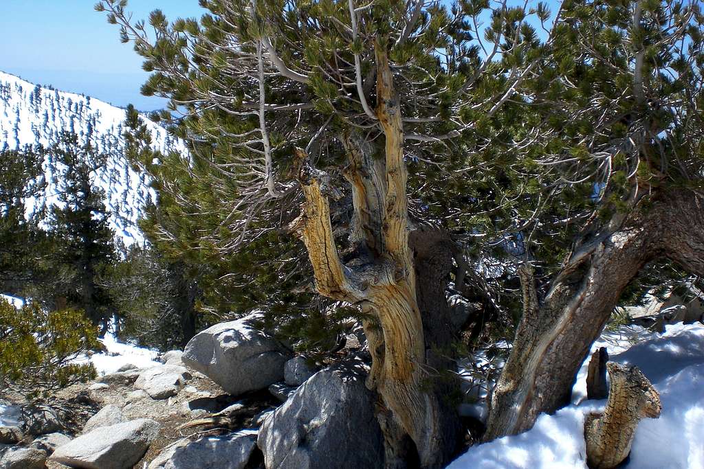 Twisted Summit Tree