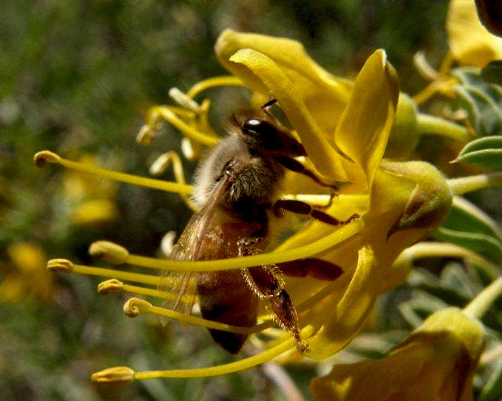 Bee on a Bladder Pod Flower