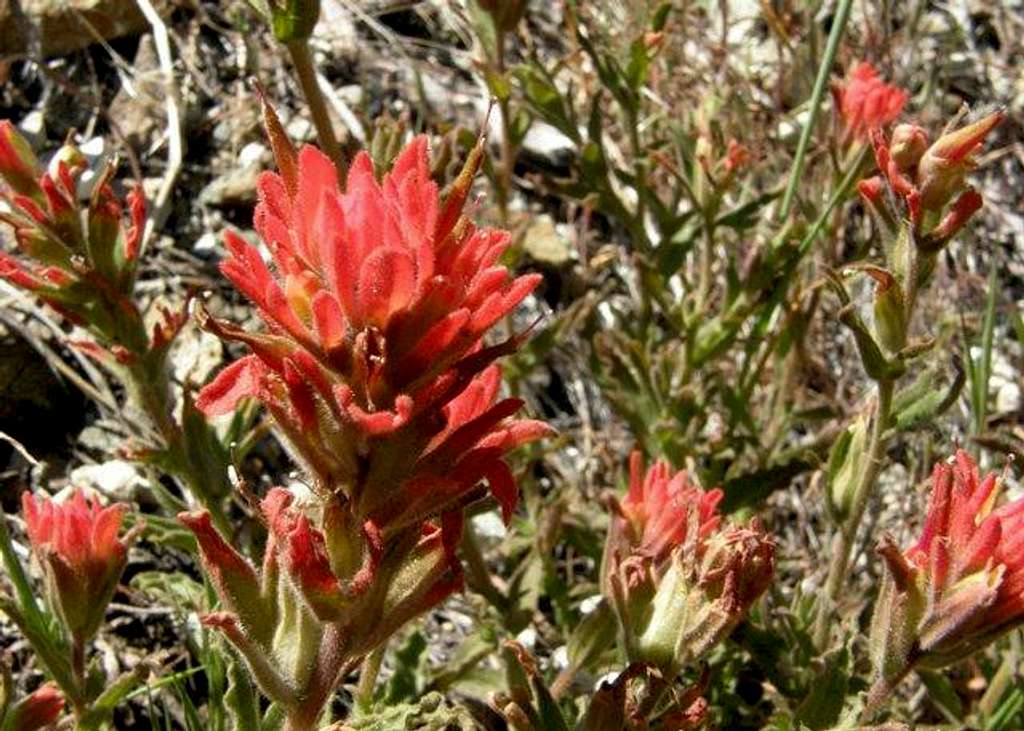 Middle Fork Paintbrush