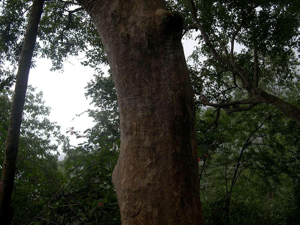 Leopard Claw Marks 2