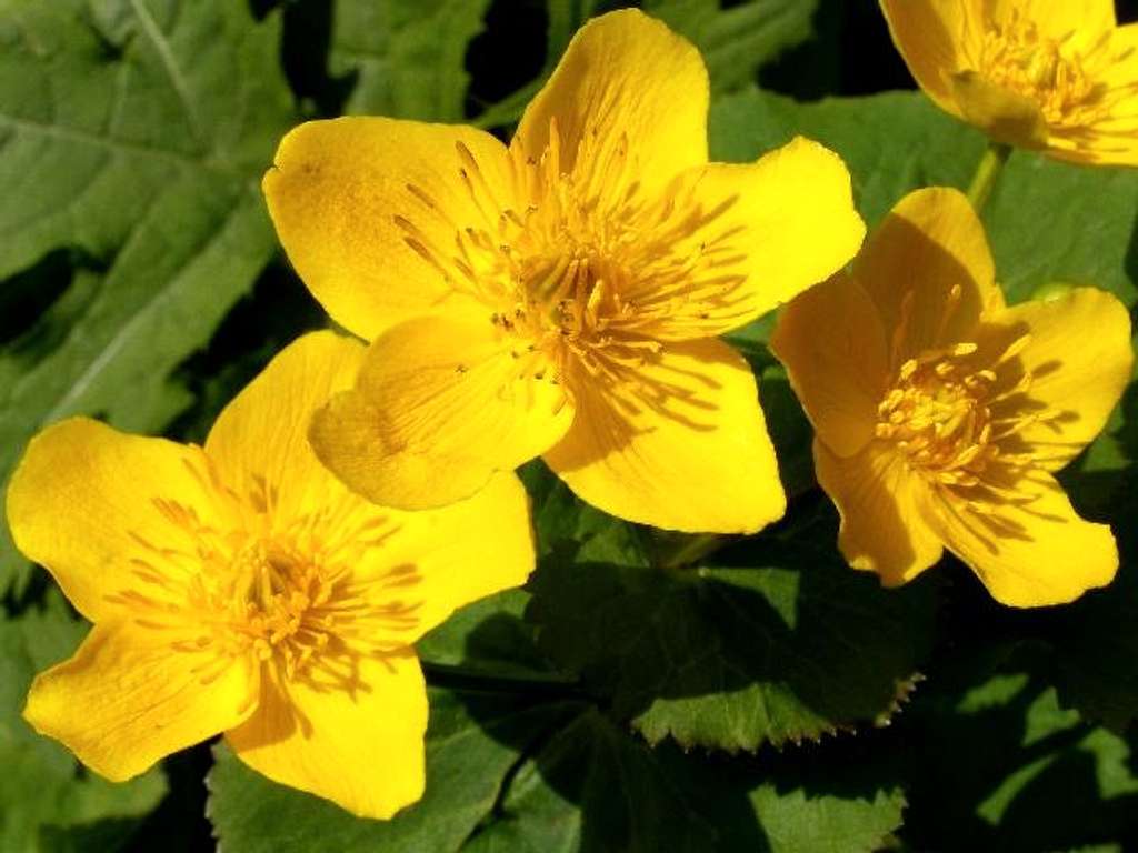 Flowers of Yellow Marsh Marigolds
