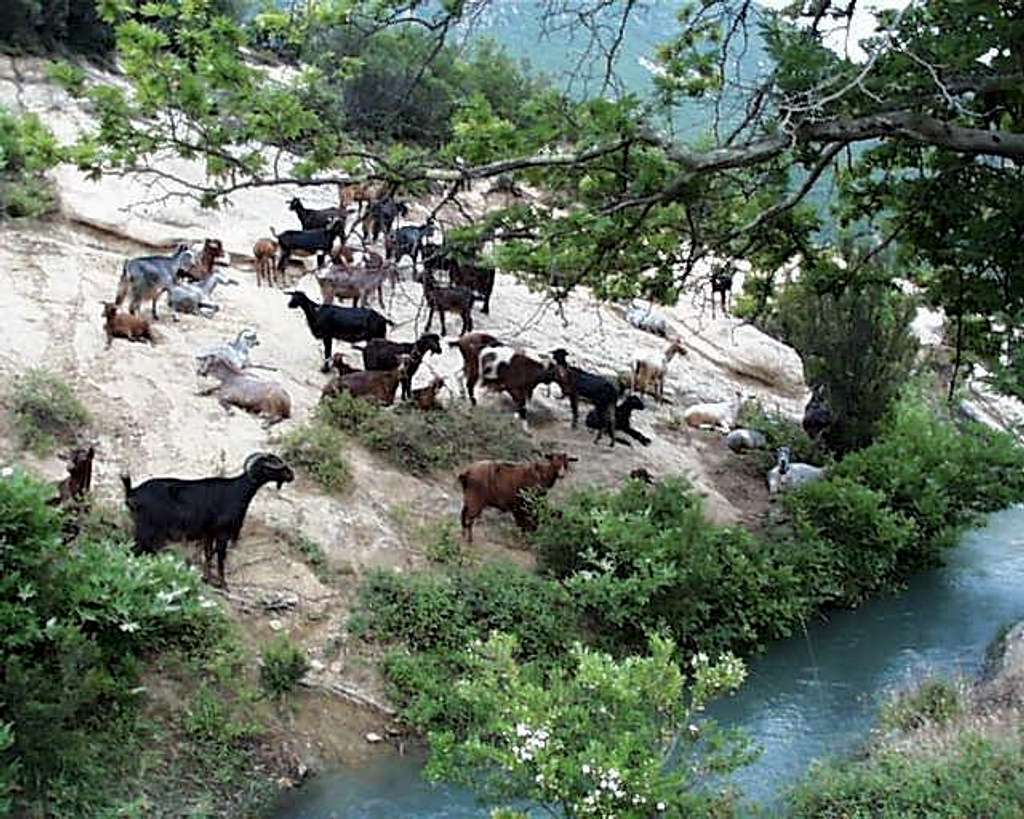 Goats in Erzenit Gorge