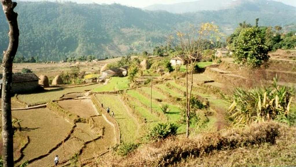Terraces fields above Dhampus