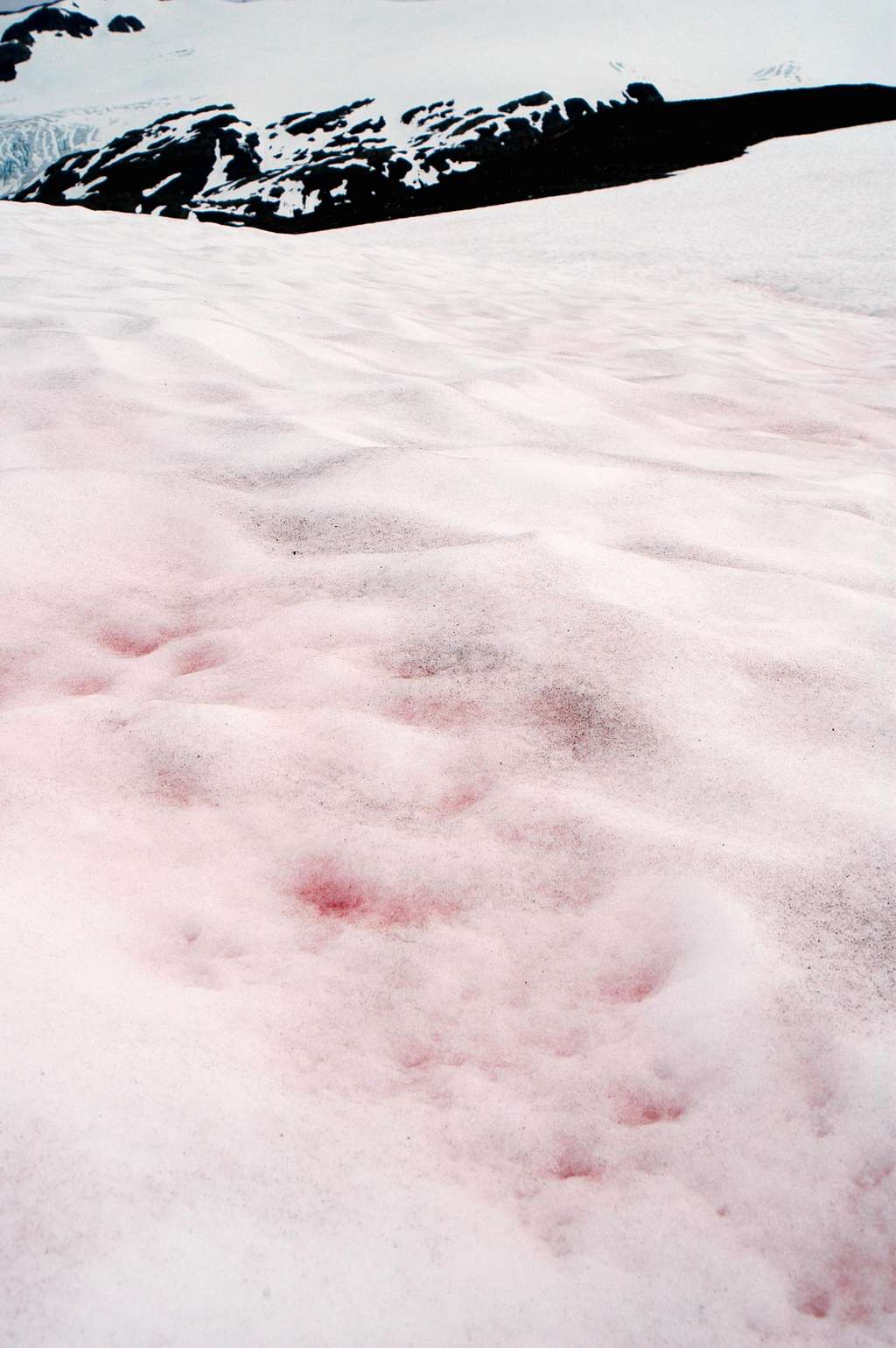 Pink Snow where Ice Worms grow