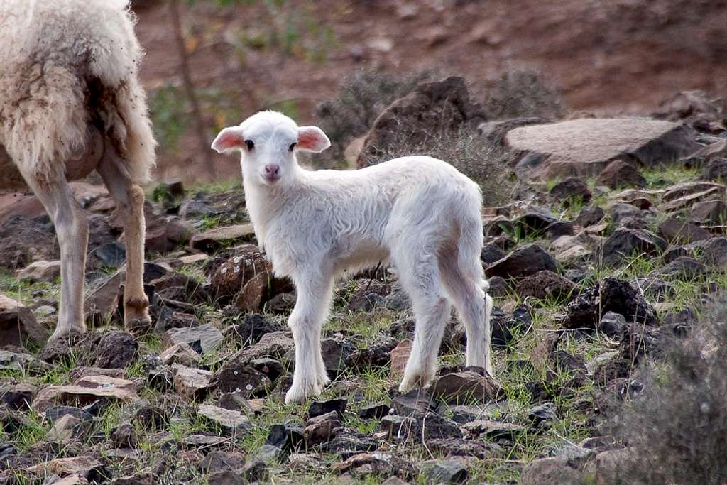 Newly hatched lamb