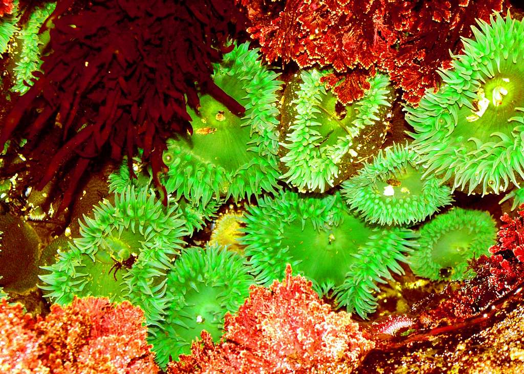 Olympic National Park tide pools