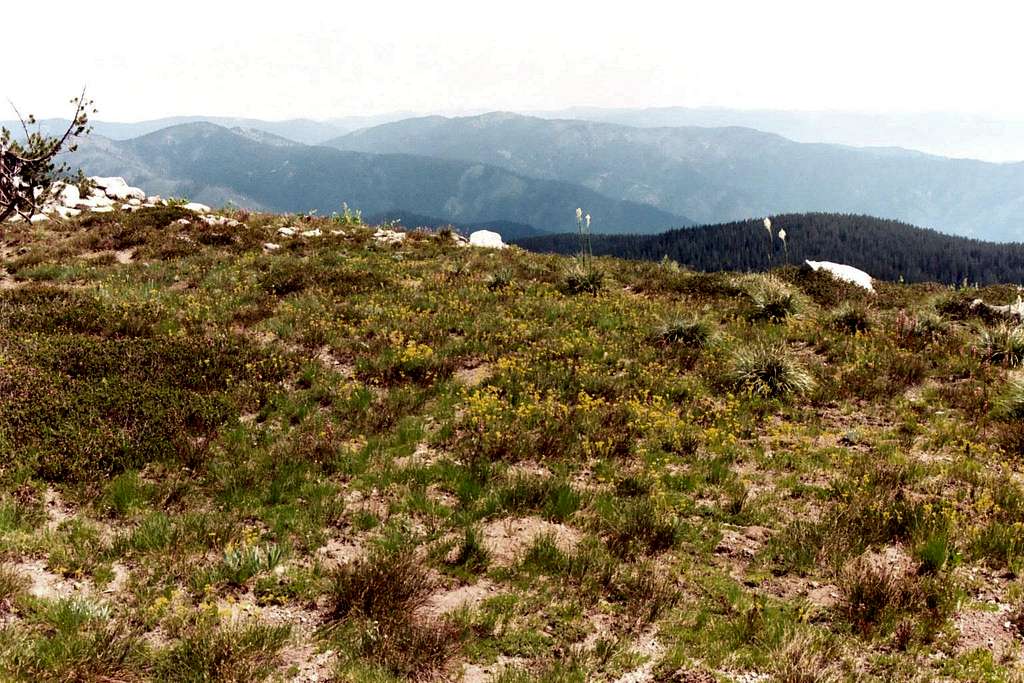 The Broad Summit of Big Fog Mountain