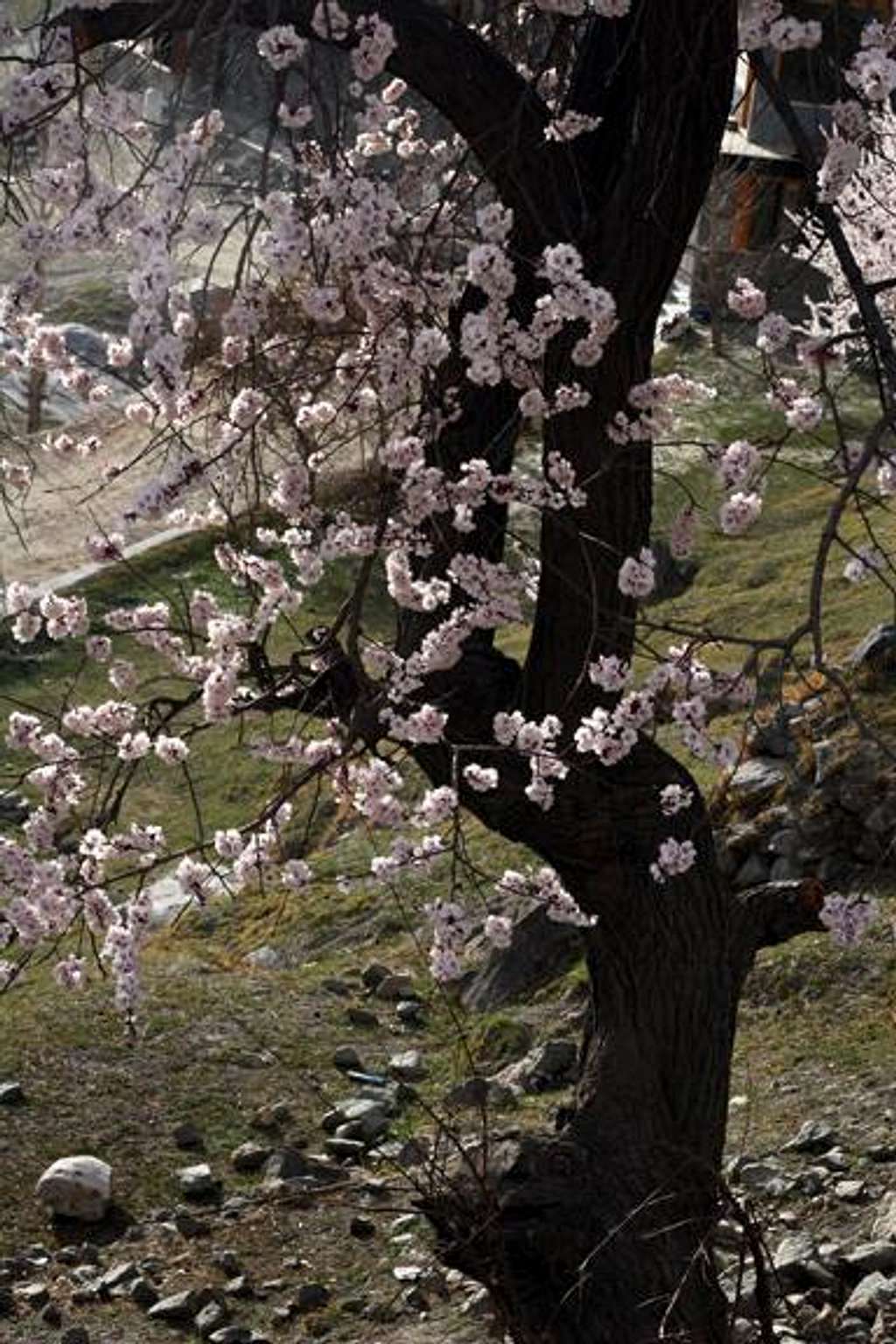 Bejewlled tree,Karimabad,Hunza.